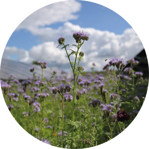 Honningurt mellem Popermos solceller